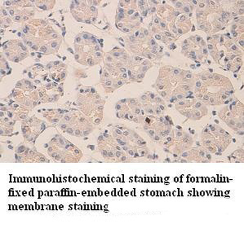 Argonaute 4 Rabbit Polyclonal Antibody