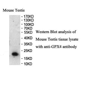 GPX4 Rabbit Polyclonal Antibody
