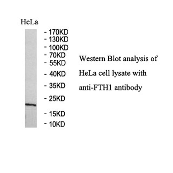 FTH1 Rabbit Polyclonal Antibody