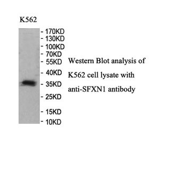 SFXN1 Rabbit Polyclonal Antibody