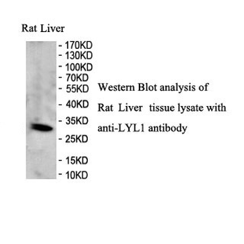 LYL1 Rabbit Polyclonal Antibody