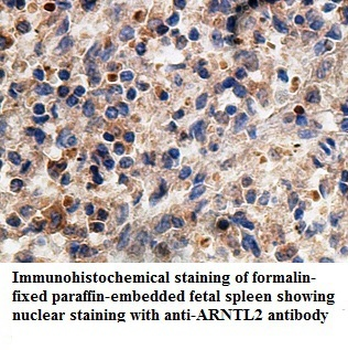 ARNTL2 Rabbit Polyclonal Antibody