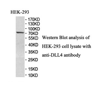 DLL4 Rabbit Polyclonal Antibody