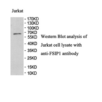 FSIP1 Rabbit Polyclonal Antibody
