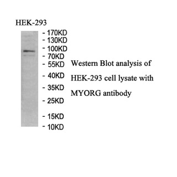 KIAA1161 Rabbit Polyclonal Antibody