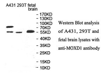 MOXD1 Rabbit Polyclonal Antibody