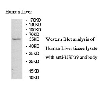 USP39 Rabbit Polyclonal Antibody