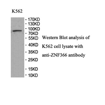 ZNF366 Rabbit Polyclonal Antibody