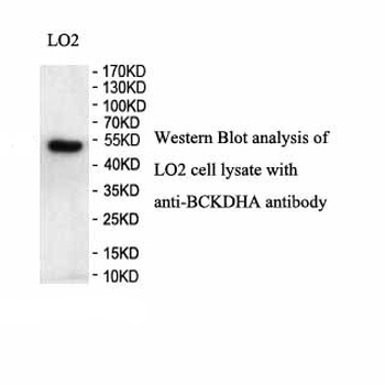 BCKDHA Rabbit Polyclonal Antibody