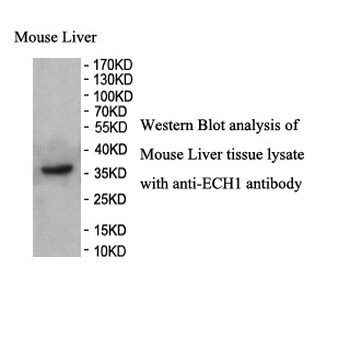 ECH1 Rabbit Polyclonal Antibody