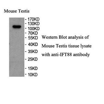 IFT88 Rabbit Polyclonal Antibody