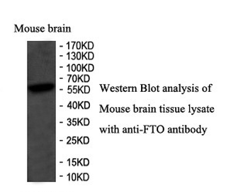 FTO Rabbit Polyclonal Antibody