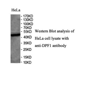 DPF1 Rabbit Polyclonal Antibody