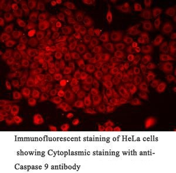 Caspase 9 Rabbit Polyclonal Antibody