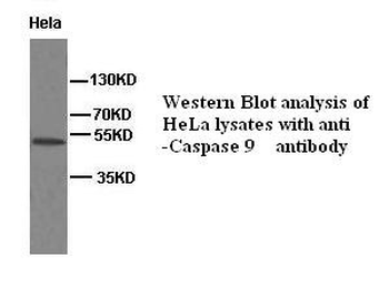 Caspase 9 Rabbit Polyclonal Antibody