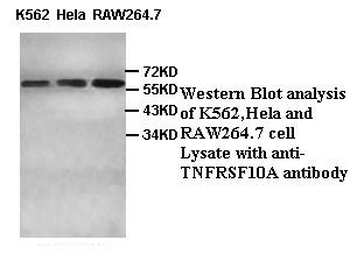 TNFRSF10A Rabbit Polyclonal Antibody