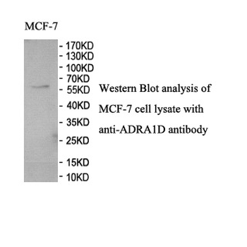 ADRA1D Rabbit Polyclonal Antibody