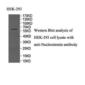 Nucleostemin Rabbit Polyclonal Antibody