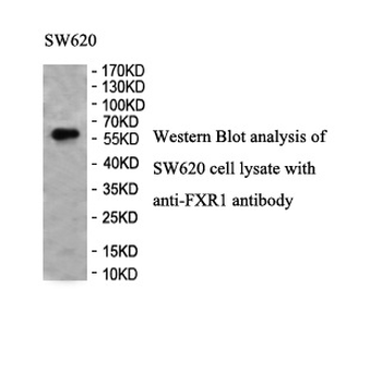 FXR1 Rabbit Polyclonal Antibody