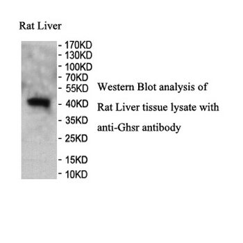 Ghsr Rabbit Polyclonal Antibody