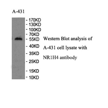 FXR Rabbit Polyclonal Antibody