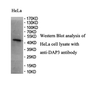 DAP3 Rabbit Polyclonal Antibody