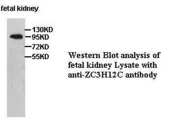 ZC3H12C Rabbit Polyclonal Antibody