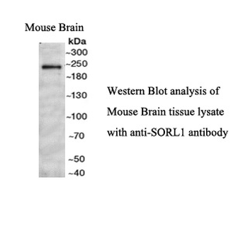 SORL1 Rabbit Polyclonal Antibody
