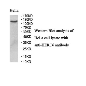 HERC6 Rabbit Polyclonal Antibody
