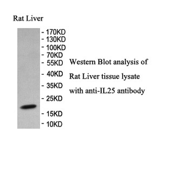 IL25 Rabbit Polyclonal Antibody