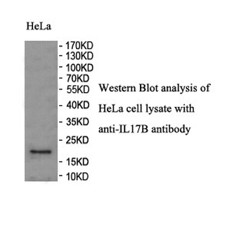 IL17B Rabbit Polyclonal Antibody