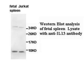IL13 Rabbit Polyclonal Antibody