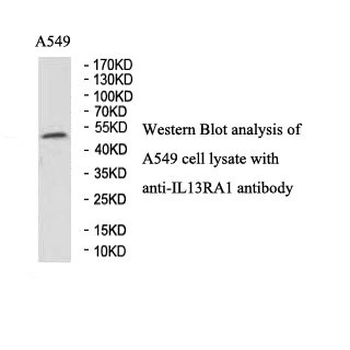 IL13RA1 Rabbit Polyclonal Antibody