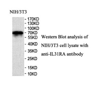 IL31RA Rabbit Polyclonal Antibody