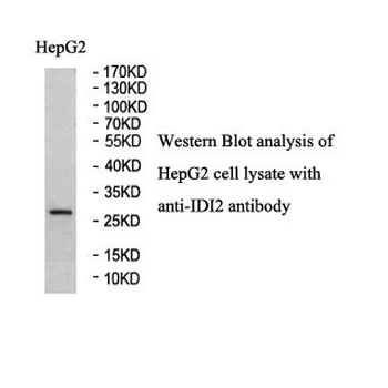 IDI2 Rabbit Polyclonal Antibody
