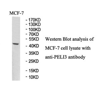 PELI3 Rabbit Polyclonal Antibody