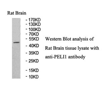 PELI1 Rabbit Polyclonal Antibody