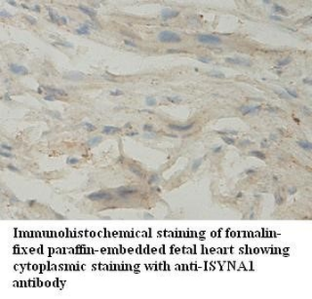 ISYNA1 Rabbit Polyclonal Antibody