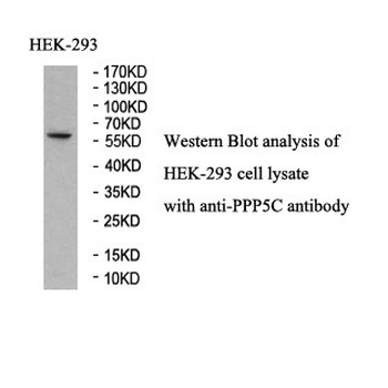 PPP5C Rabbit Polyclonal Antibody