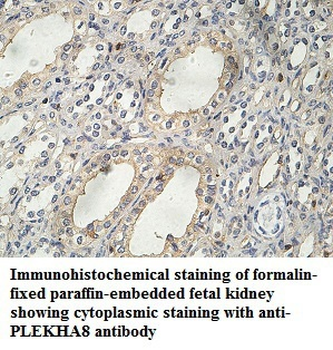 PLEKHA8 Rabbit Polyclonal Antibody