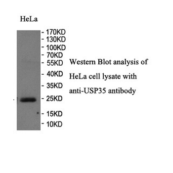 DUSP26 Rabbit Polyclonal Antibody