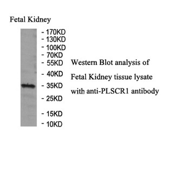 PLSCR1 Rabbit Polyclonal Antibody