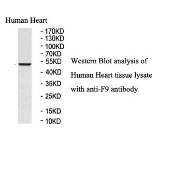 F9 Rabbit Polyclonal Antibody