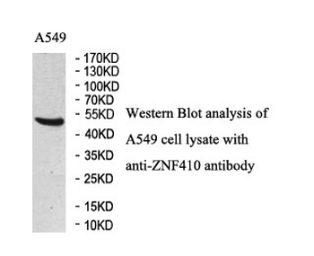 ZNF410 Rabbit Polyclonal Antibody