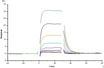 Human IL-2 R beta Protein, His Tag