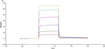 Human M-CSF R Protein, His Tag