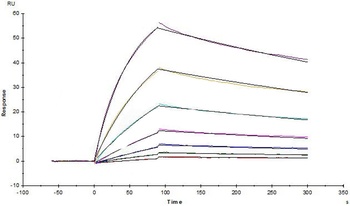 Human M-CSF R Protein, Fc Tag