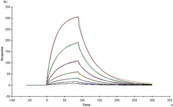 Human IFN-alpha / beta R2 Protein, His Tag