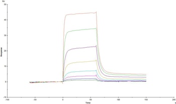 Human IL-2 R beta Protein, Fc Tag