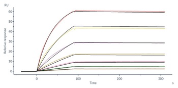 Human IL-21 R Protein, Fc Tag